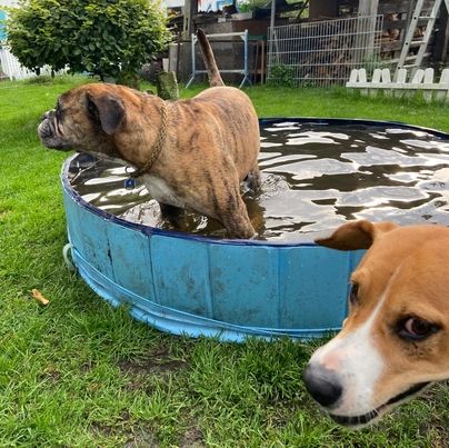 Hund in einem Pool