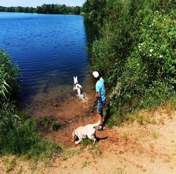 Hunde die an einem See spielen