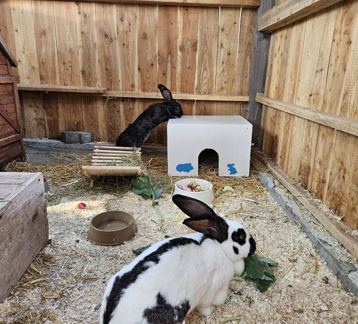 2 Kaninchen die in einem Gehege spielen