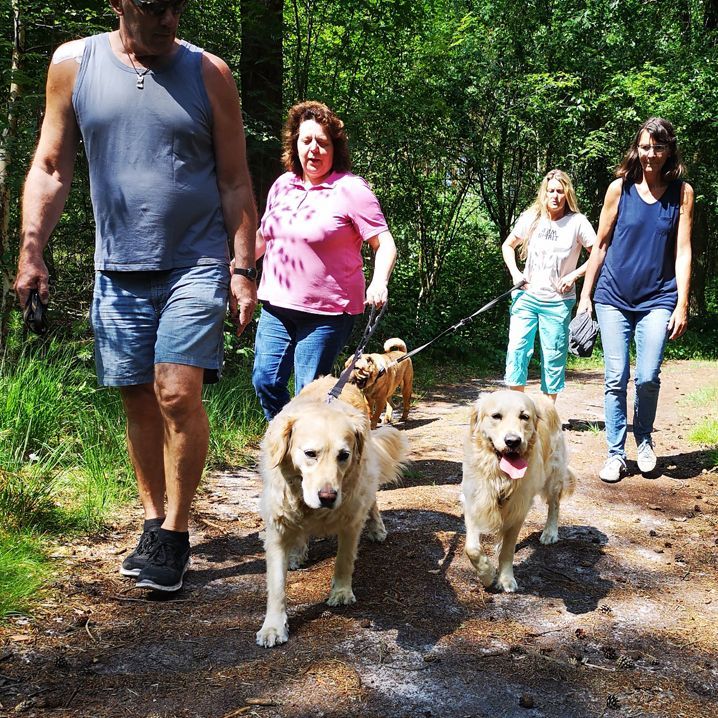 Waldspaziergang mit Hunden