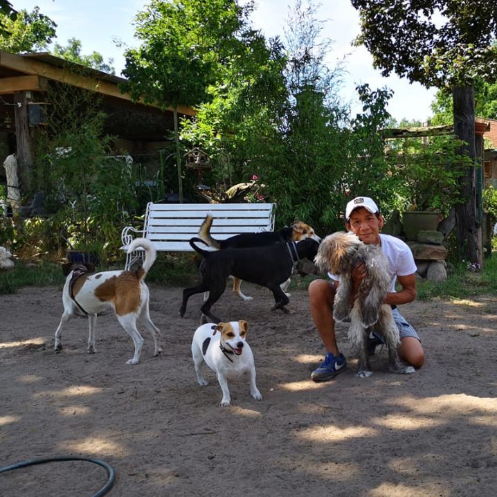 Hunde  die in Hundepension gemeinsam spielen