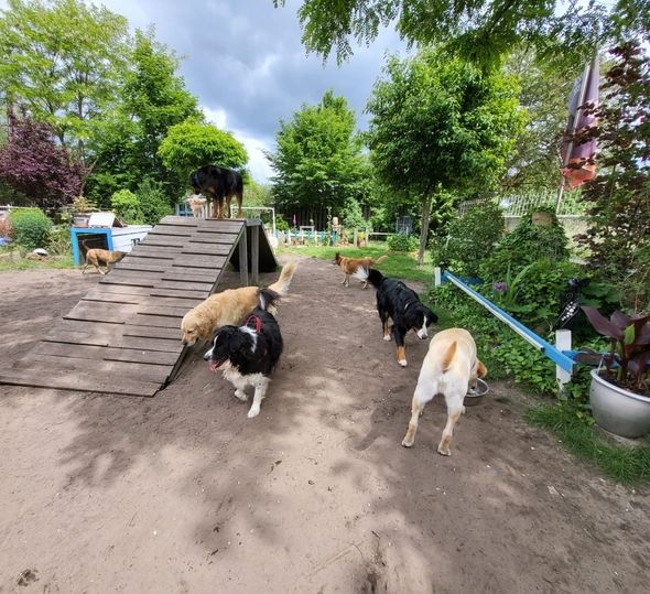 Hunde die gemeinsam in einer Pension spielen