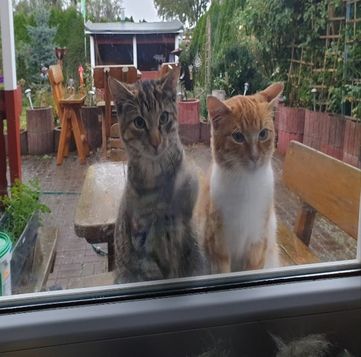 2 Katzen die durch ein Terassenfenster rein schauen