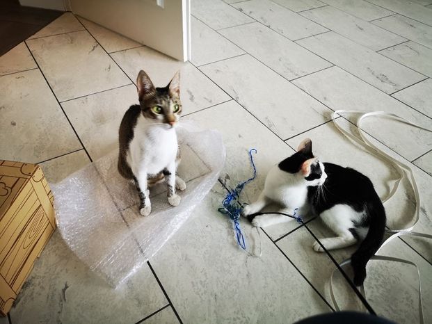 2 Katzen die in der Heimbetreuung spielen